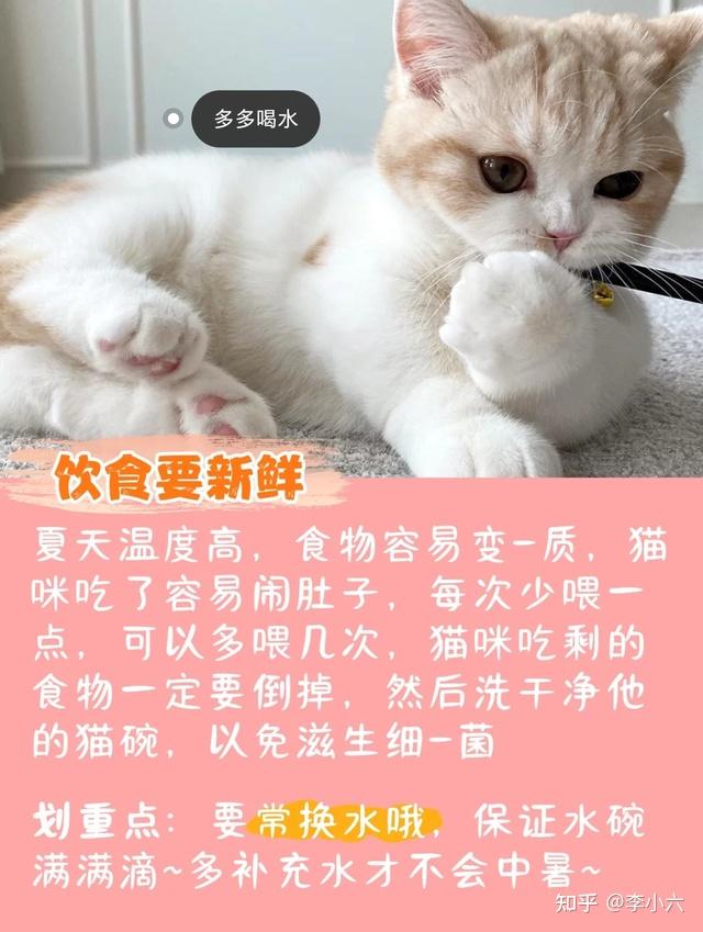 怎样培养猫咪正确的饮食习惯,有一个健康的“好身材”? - 知乎