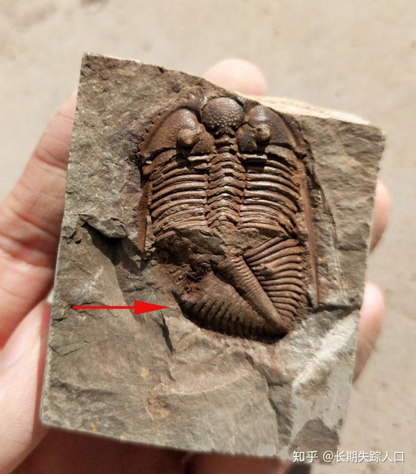 常见古生物化石王冠虫