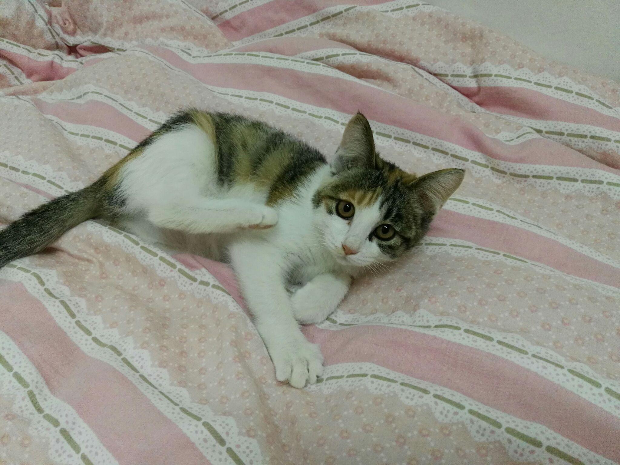 养田园猫就这么被人看不起吗?