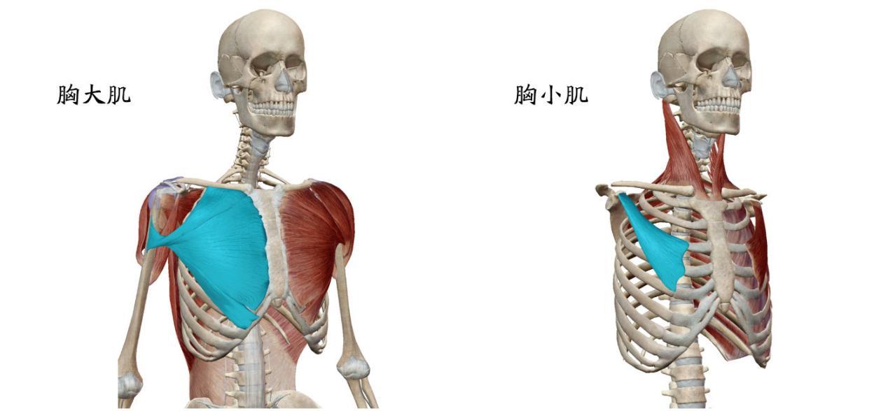 圆肩形成的原因
