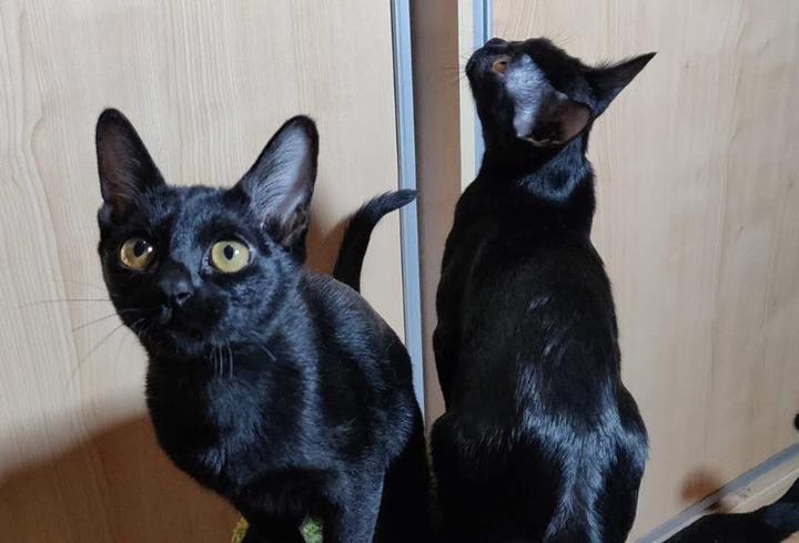 辨别 孟买猫 你还有哪些不明白 上 知乎 辨别 孟买猫 你还有哪些不明白 上 知乎