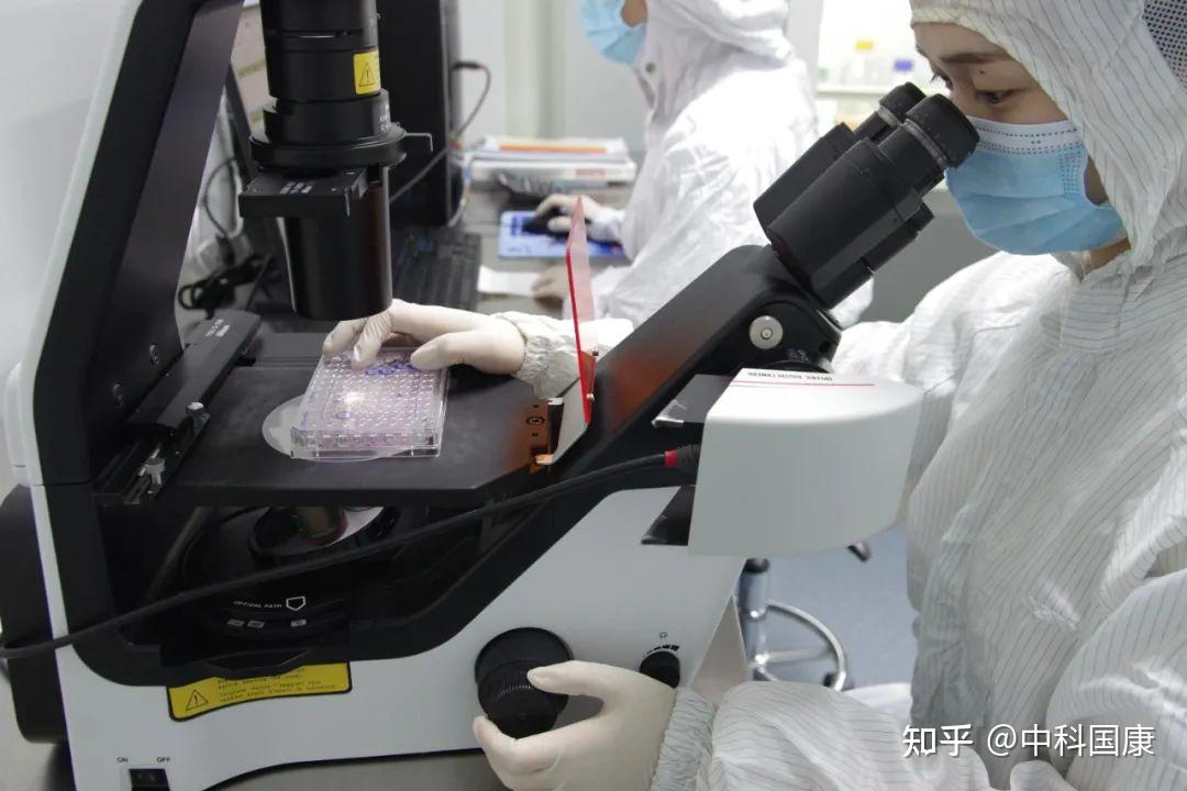 脐带间充质干细胞的原代培养