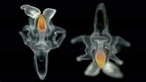 海星的羽腕幼虫(图片来自videohive)海星的短腕幼虫,"小时候的你"身上