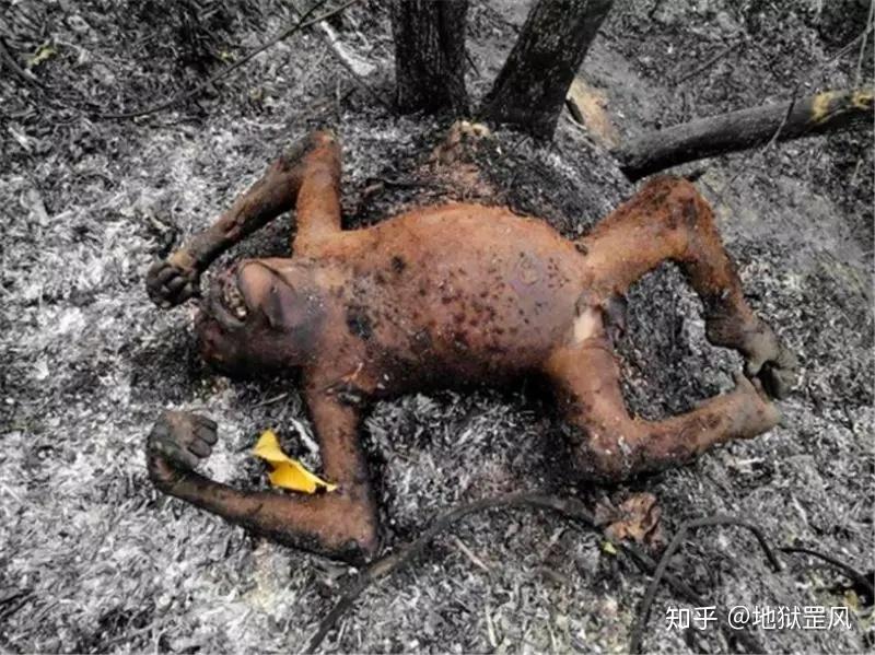 南半球被烧了21天西方媒体集体沉默这是全世界最残忍的一幕