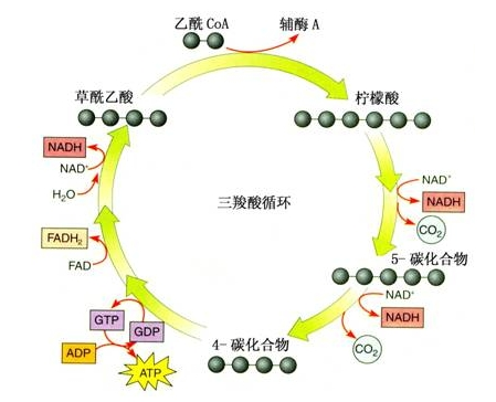 羧基变成了co2)2个乙酰辅酶a进入三羧酸循环,净产生2个gtp(能量同atp)