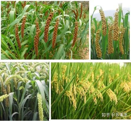 禾熟榖穗下坠,其背后为支撑不足.归于该篇