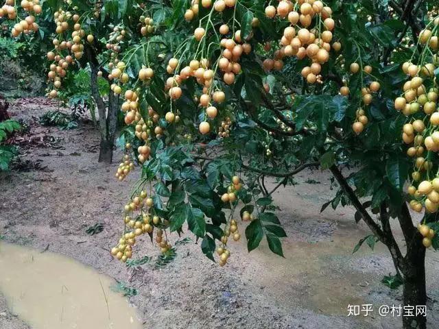 黄皮是什么季节 v2-d57411640356a4ad691aa34fc08e56e2_r.jpg