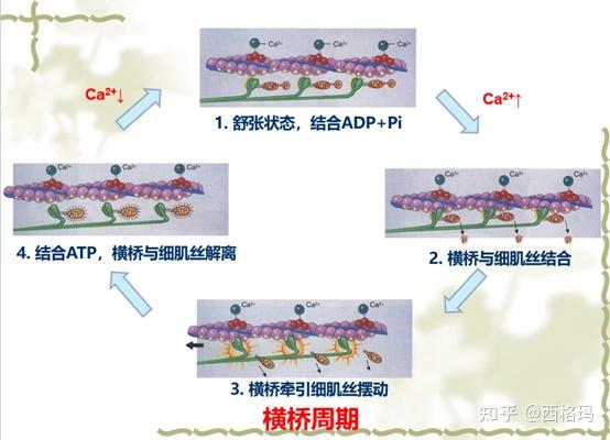 生理学专题1细胞的基本功能