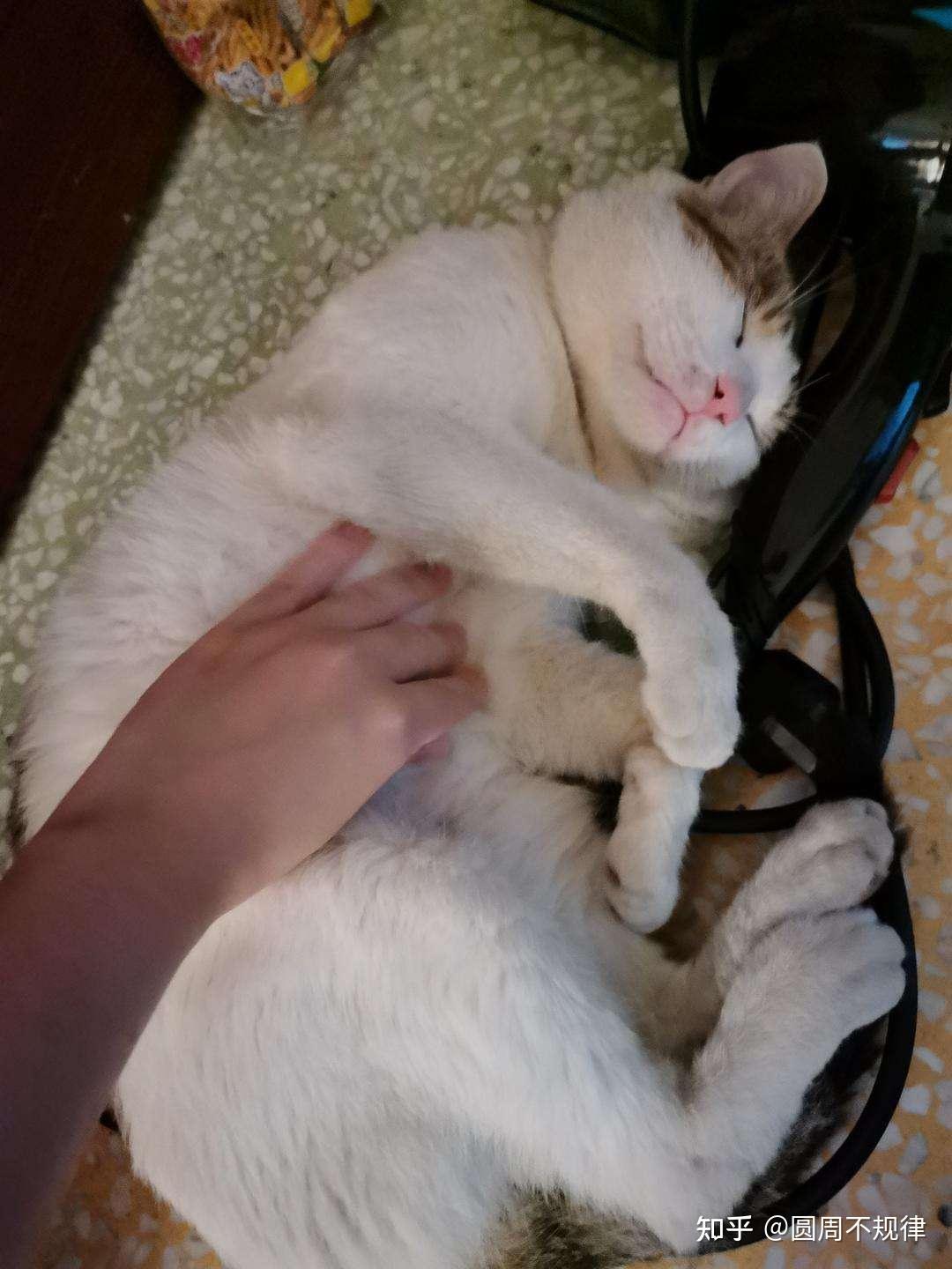 不要随便“摸”猫肚,在猫的眼里,摸肚有很多含义!