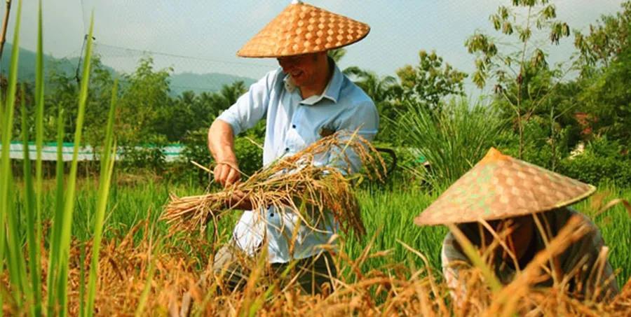 玩转老挝琅勃拉邦景点排名第1的居然是个水稻农场