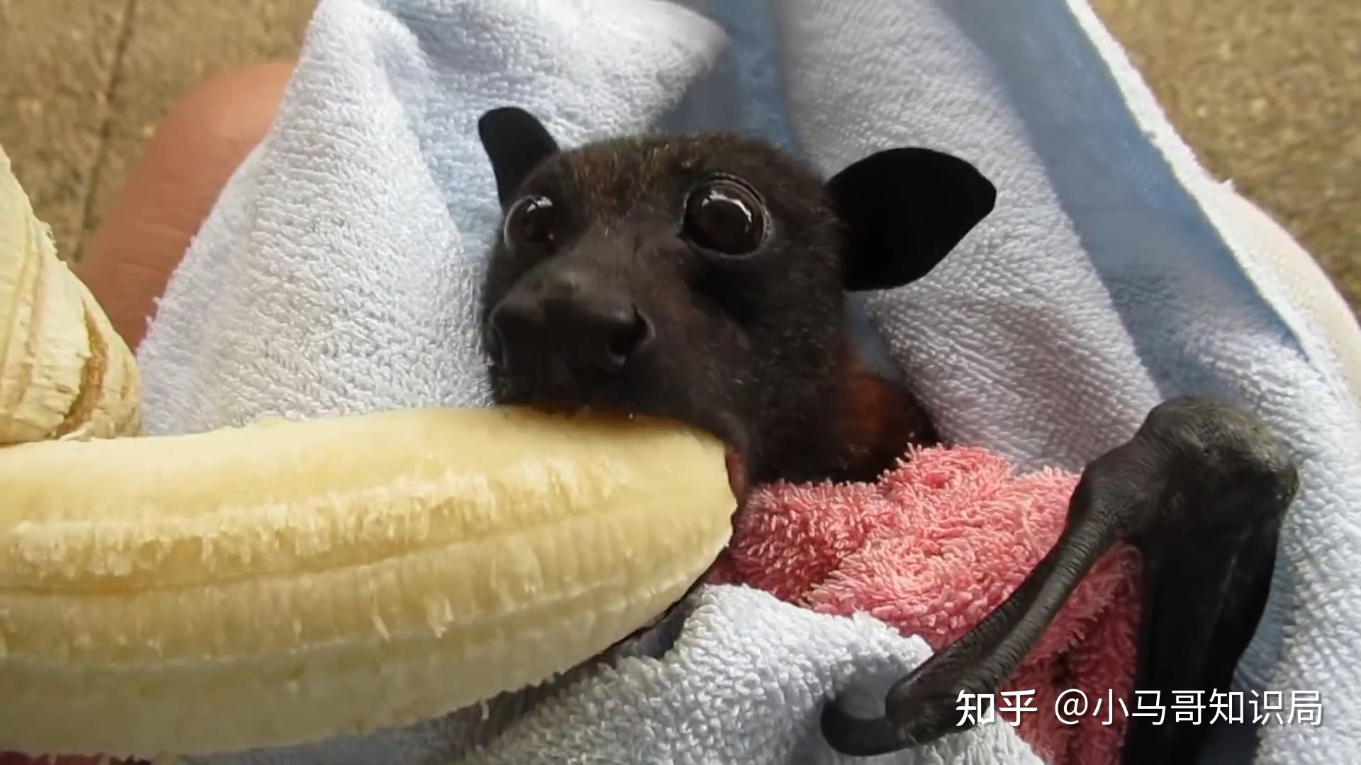 这样的蝙蝠你敢养吗？曾悬赏120元一只当宠物，现在被人抓到濒危 知乎