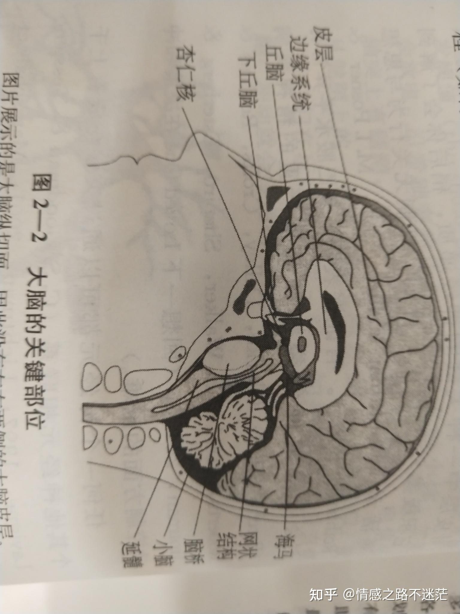 339.脑 (内侧面观)-系统解剖学-医学