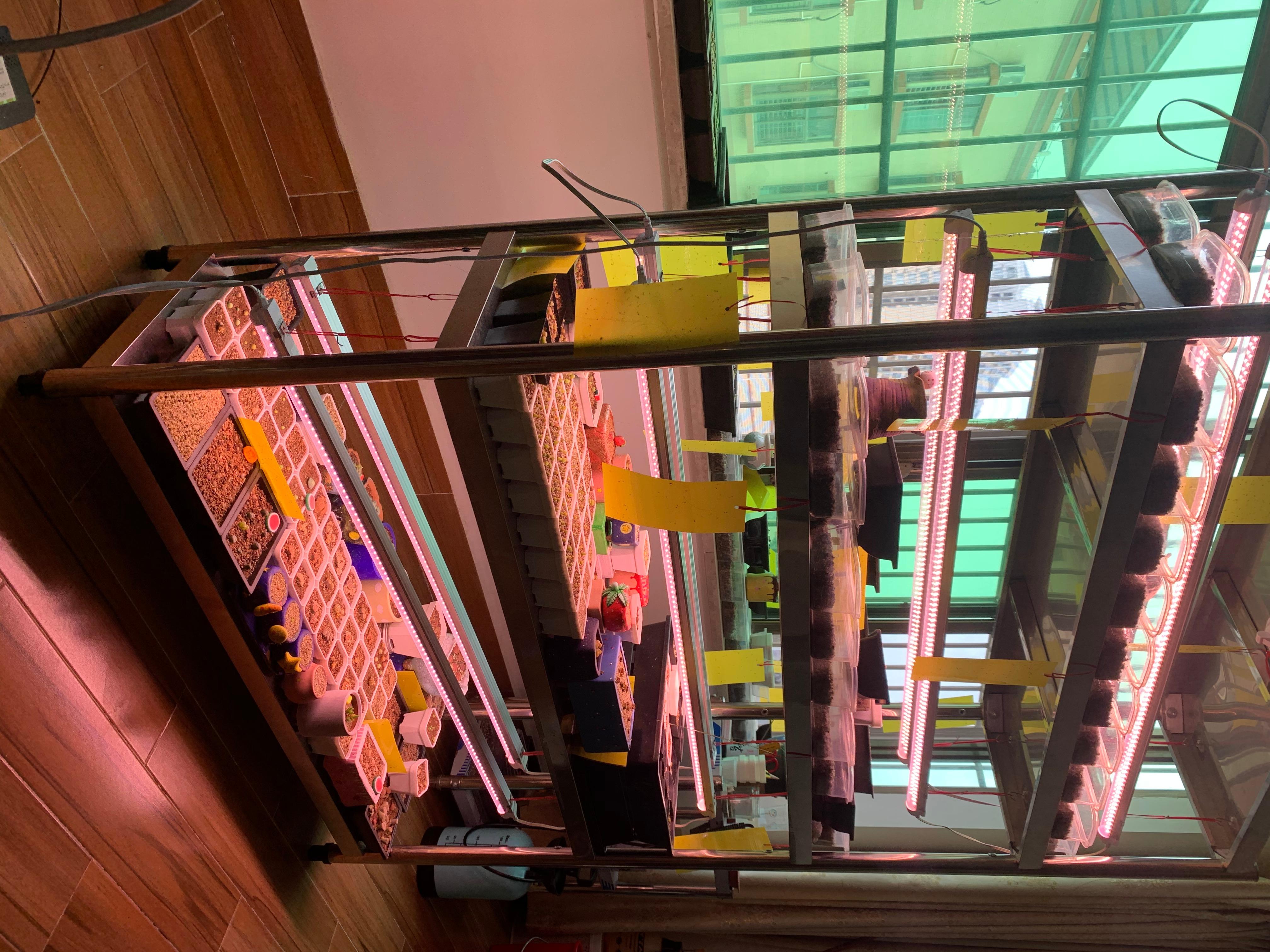 多肉补光灯有用吗 知乎