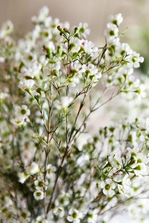 植库‖冬天的第一束花——澳洲蜡梅 