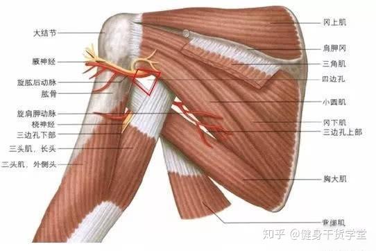 冈下肌肌腱位置图图片