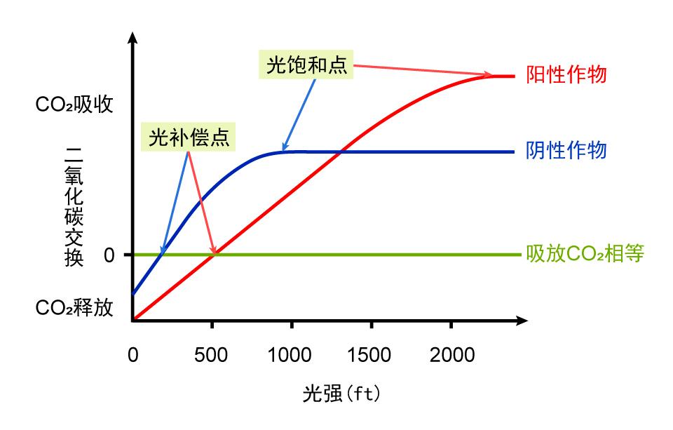 光饱和点图图片