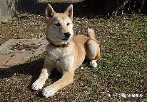 柴犬は全部で5種類 绳纹柴 山陰柴 美濃柴 信洲柴 川上柴 知乎