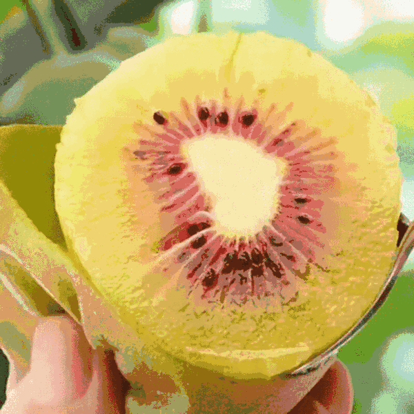 【红心猕猴桃】1.1元1个,为了您的健康养颜,爱搜品倾情奉献