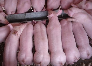 防城港√一段视频骗走9万猪苗款法院提示：转账前这步绝不能省！