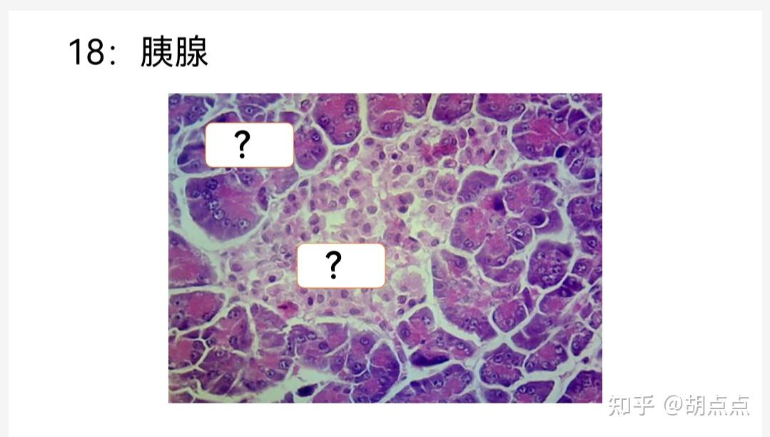 組織學與胚胎學實驗三甲狀腺淋巴結脾臟胃肝胰腺肺腎睪丸卵巢組織切片