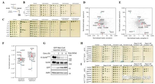 Nature Cell Biology 新知识：代谢产物mal Coa直接结合并调控mtorc1活性 知乎