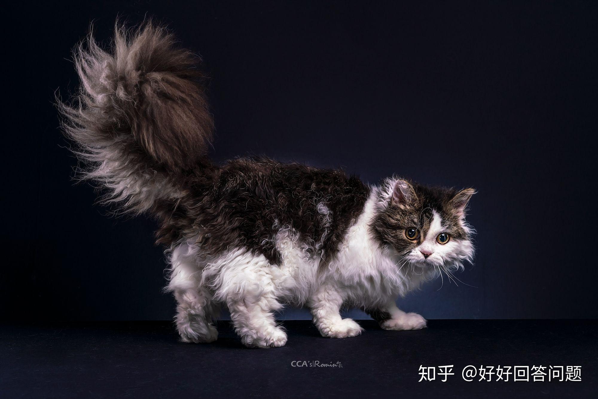 就这样一个塞尔凯克卷毛猫