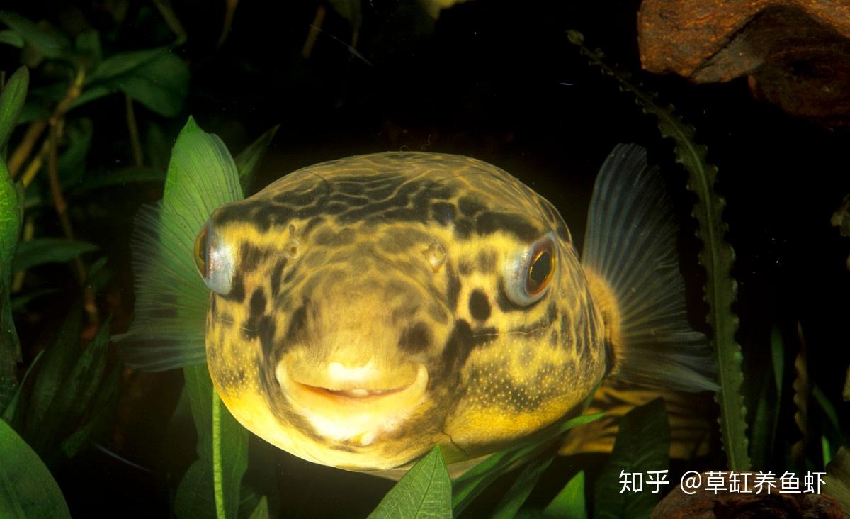 肉食性的汽水鱼潜水艇鱼的饲养难度并不算低不过它生命力顽强不难养活