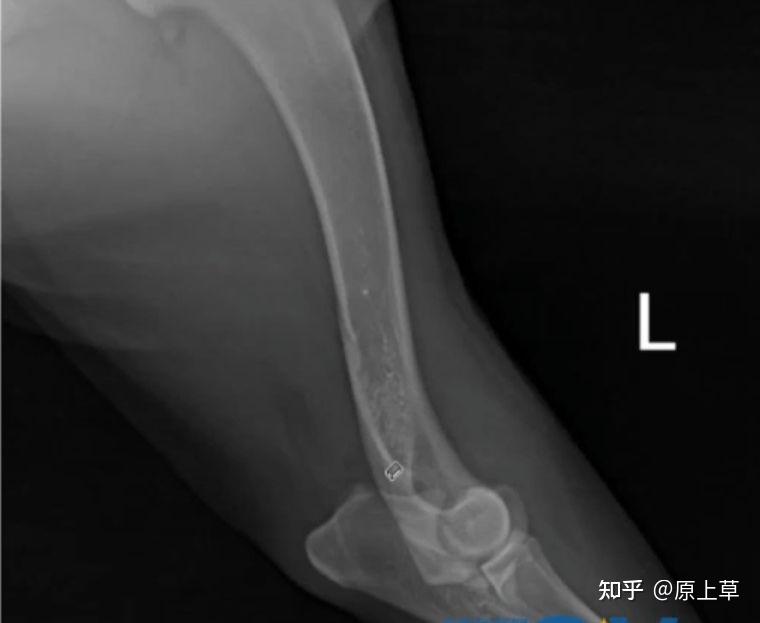 犬全骨炎 - 知乎