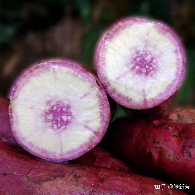 国内外红薯优良品种知少