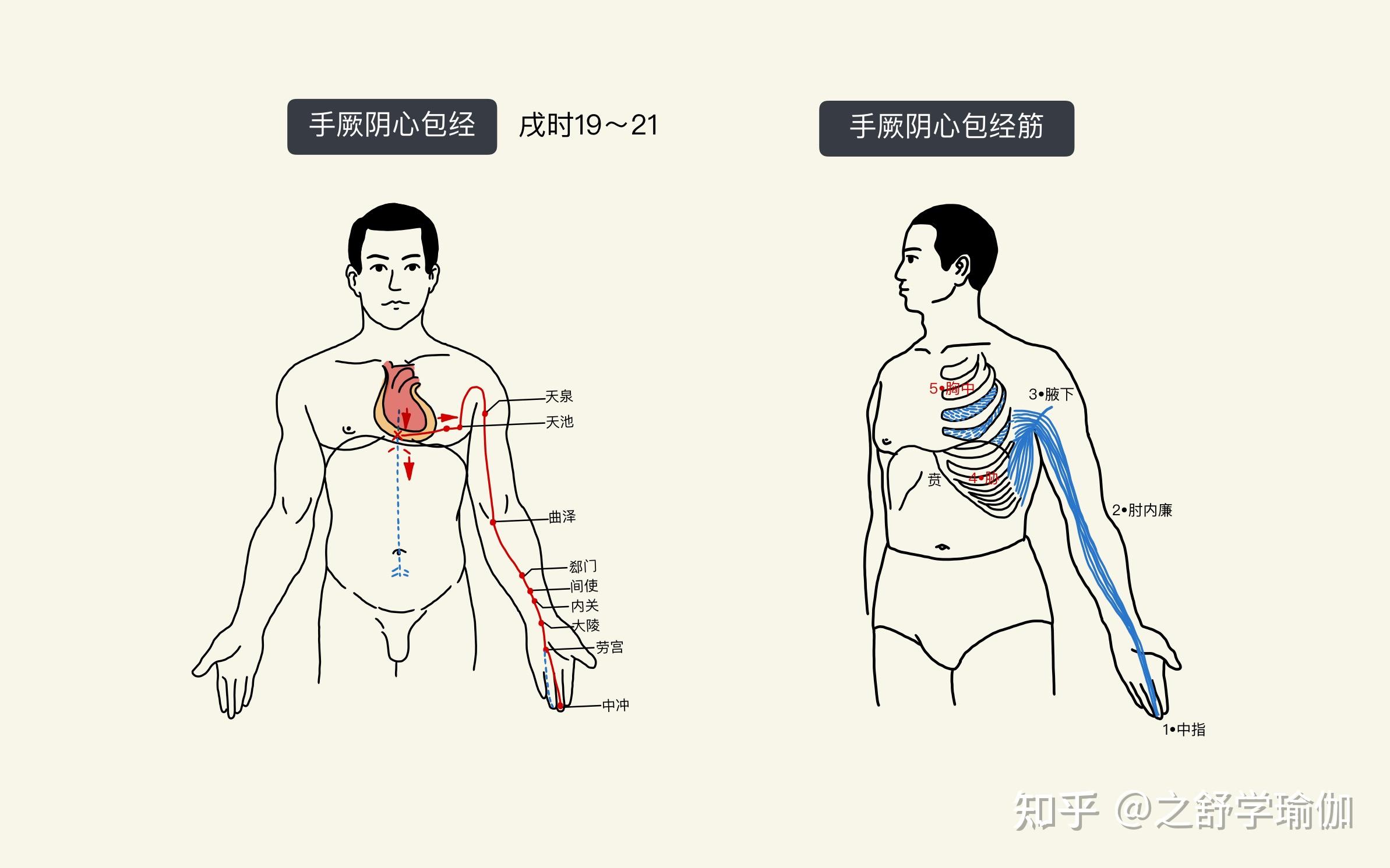 手太阴寸口图片