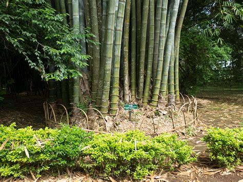 韩国欲每月向缅甸进口10万根象竹