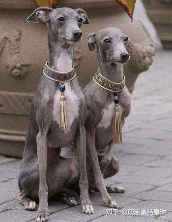 如何养好意大利小灵缇犬 - 知乎