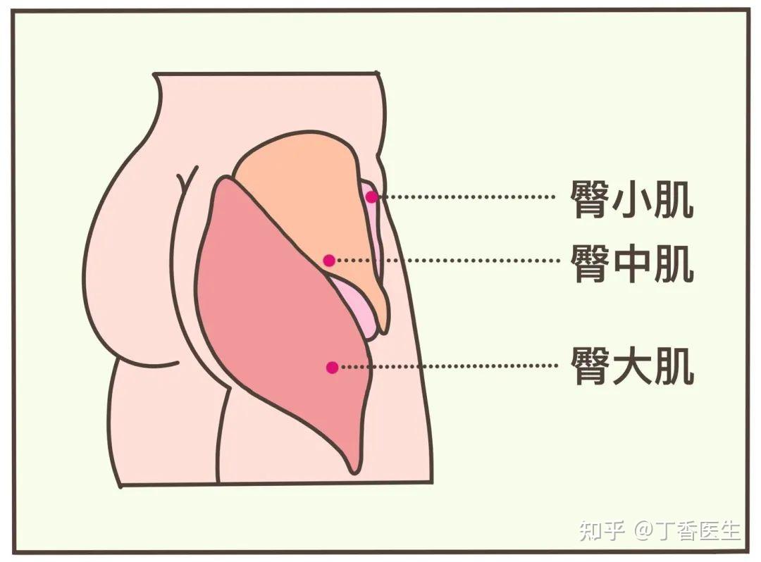 男性的臀大肌更發達都有著得天獨厚的優勢!