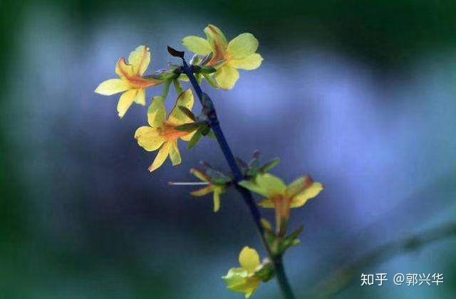 迎春花向我招手