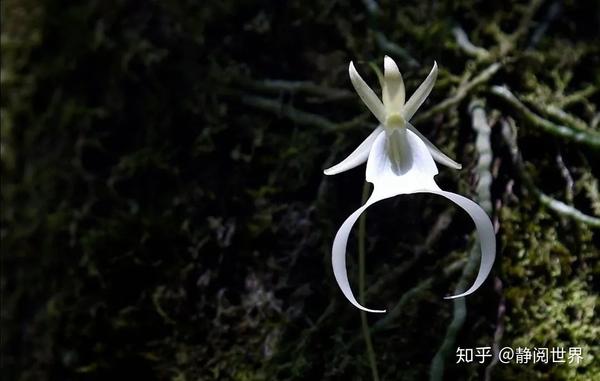 兰花界的珍宝---鬼兰 - 知乎