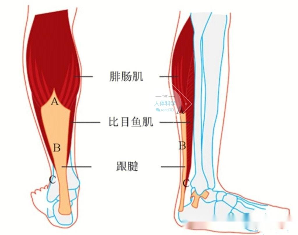 轻松认识腓肠肌