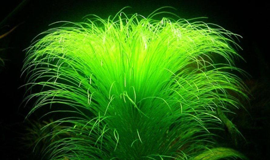 67常见水草科普二谷精水草难养还很贵的草你知道么