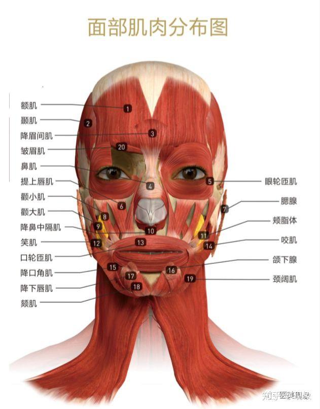 面部解剖标准之血管面部解剖标准之神经作者:宋红现*本文为原创内容