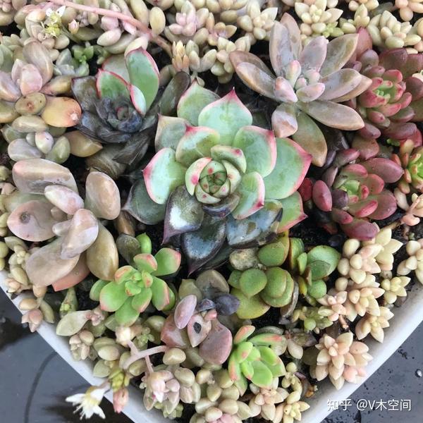 雨季来临 露养的肉肉水化黑腐怎么办 知乎