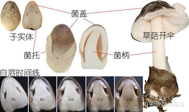蘑菇记|以科学的名义,鉴别各种常见食用菌 - 知乎