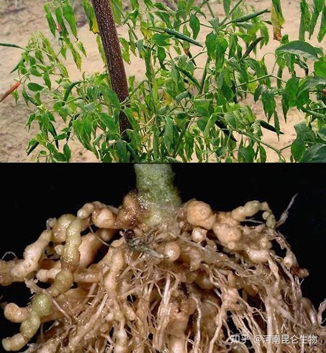 线翘翘根线虫防控药大棚蔬菜地里根部结线虫病如何防治根线虫用啥药能
