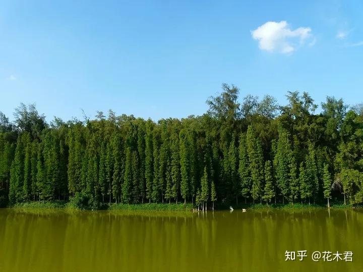 国家Ⅰ级濒危重点保护珍稀植物:水松 - 知乎