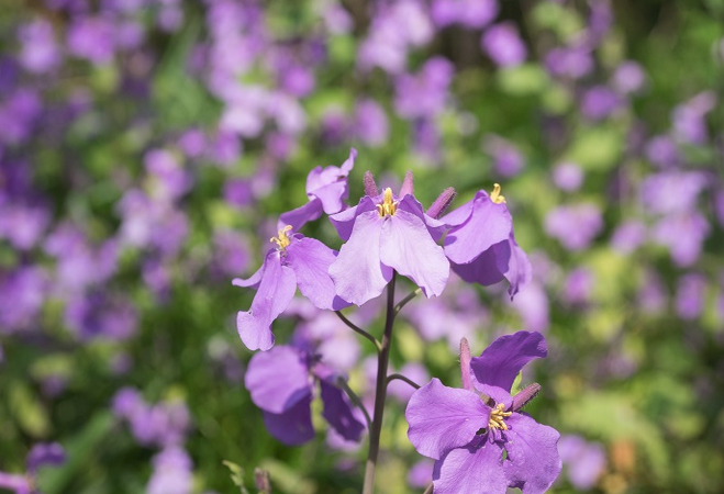 四月上旬诞生花