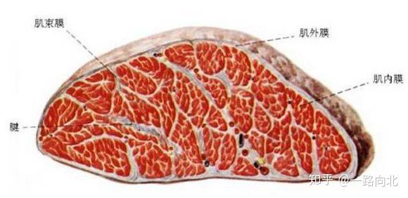 增肌篇︱锻炼过后该如何正确的放松和拉伸肌肉 - 知乎