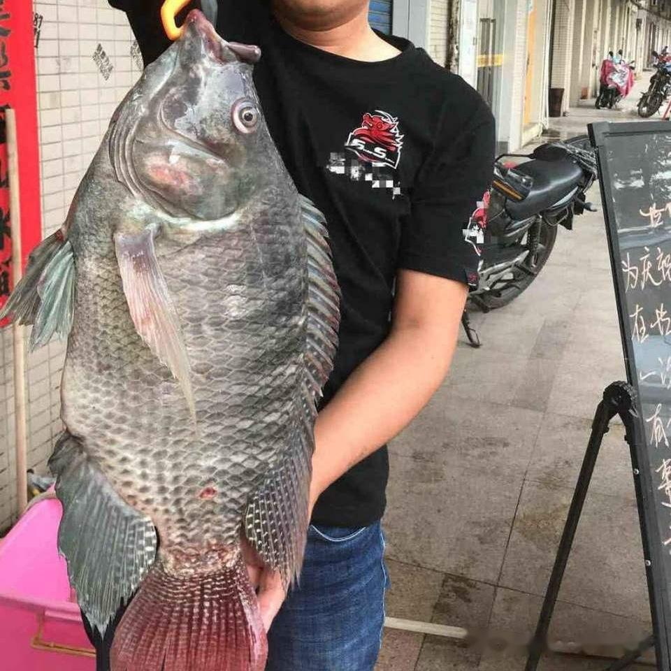 罗非全面入侵!宁波男子钓起巨型罗非鱼,引发当地钓友关注