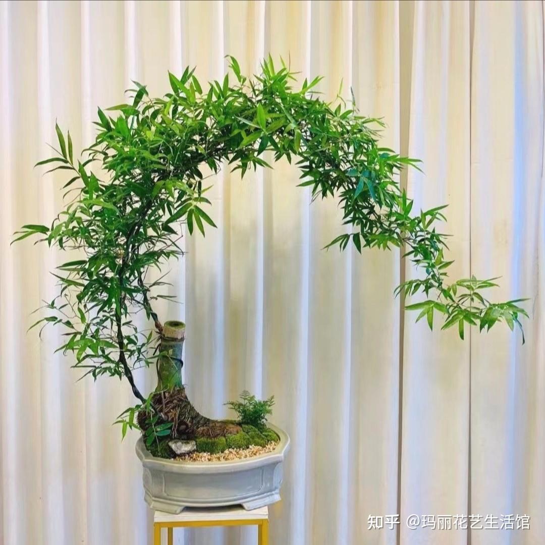 清新雅致!小叶簕竹中式禅意,摆哪都好看,网友:太治愈了 - 知乎