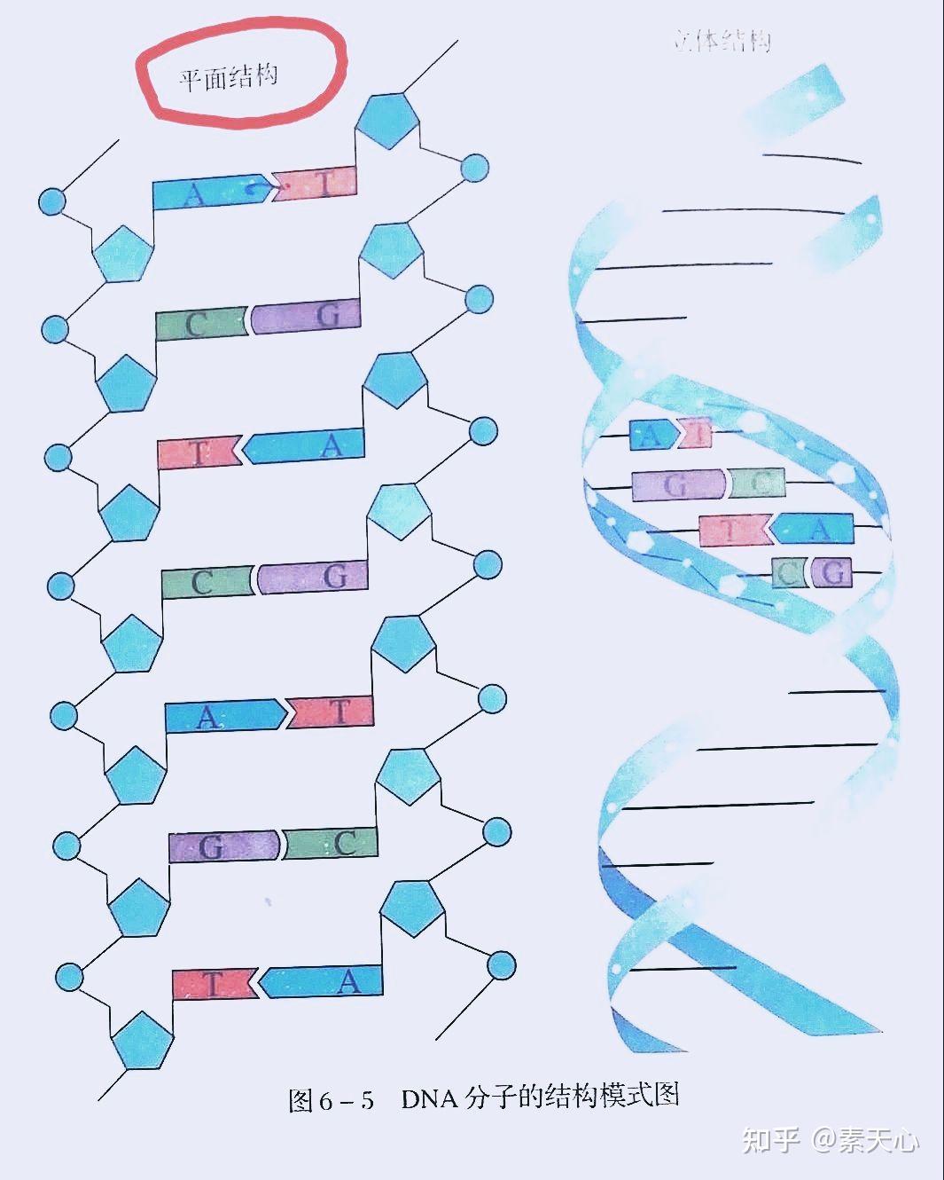 DNA分子构成图图片