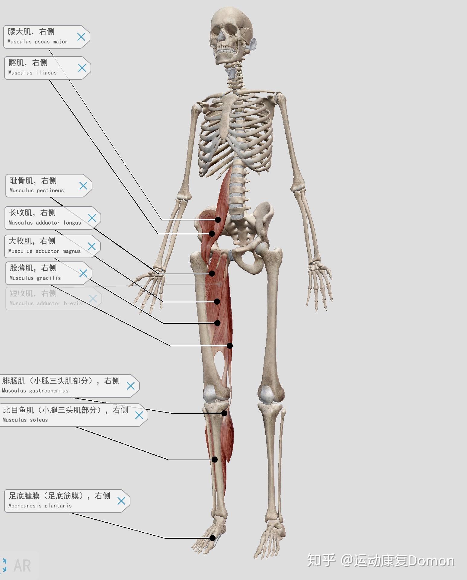 腿的骨头结构图图片