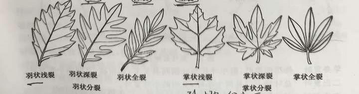 树叶leaf的构造 - 知乎