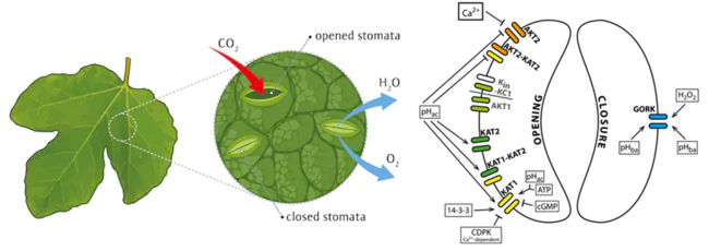 cellres中科大研究团队揭示第一个来源于植物的钾离子通道结构